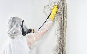 Dehumidification Services in Seminole, FL